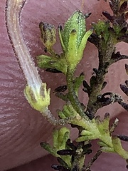 Jamesbrittenia aspalathoides