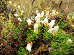 Baccharis caespitosa