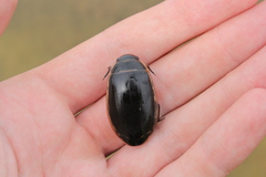 Dytiscus harrisii