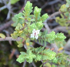 Pimelea urvilleana