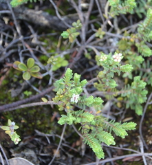 Pimelea urvilleana