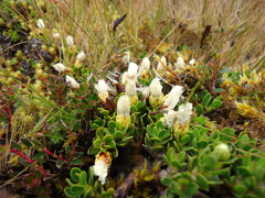 Baccharis caespitosa