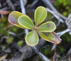 Coprosma neglecta