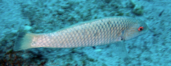 Malpelo Wrasse photo 4