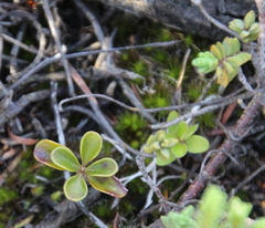 Coprosma neglecta