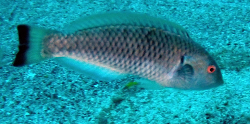 Malpelo wrasse (Halichoeres malpelo) — Labridae — 3