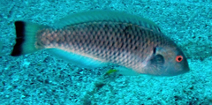 Malpelo Wrasse photo 1
