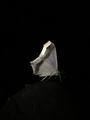 Ennominae