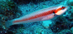 Malpelo Wrasse photo 2