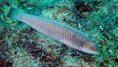 Malpelo Wrasse photo 3