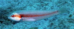 Malpelo Wrasse photo 5