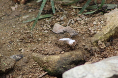 Antigonus emorsa