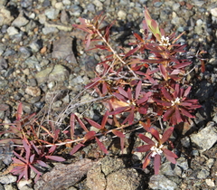 Leucopogon xerampelinus