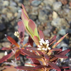 Leucopogon xerampelinus