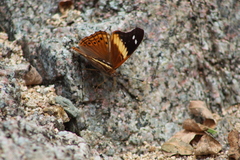 Asterocampa idyja argus
