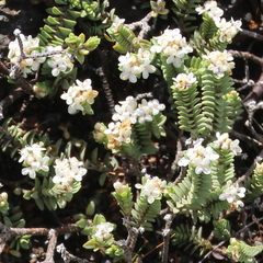 Pimelea carnosa