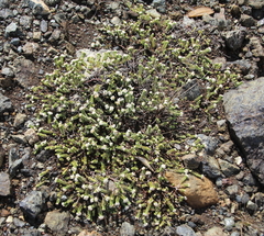 Pimelea carnosa