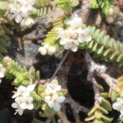 Pimelea carnosa