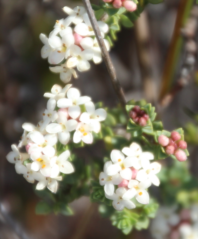 Pimelea orthia