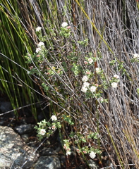 Pimelea orthia