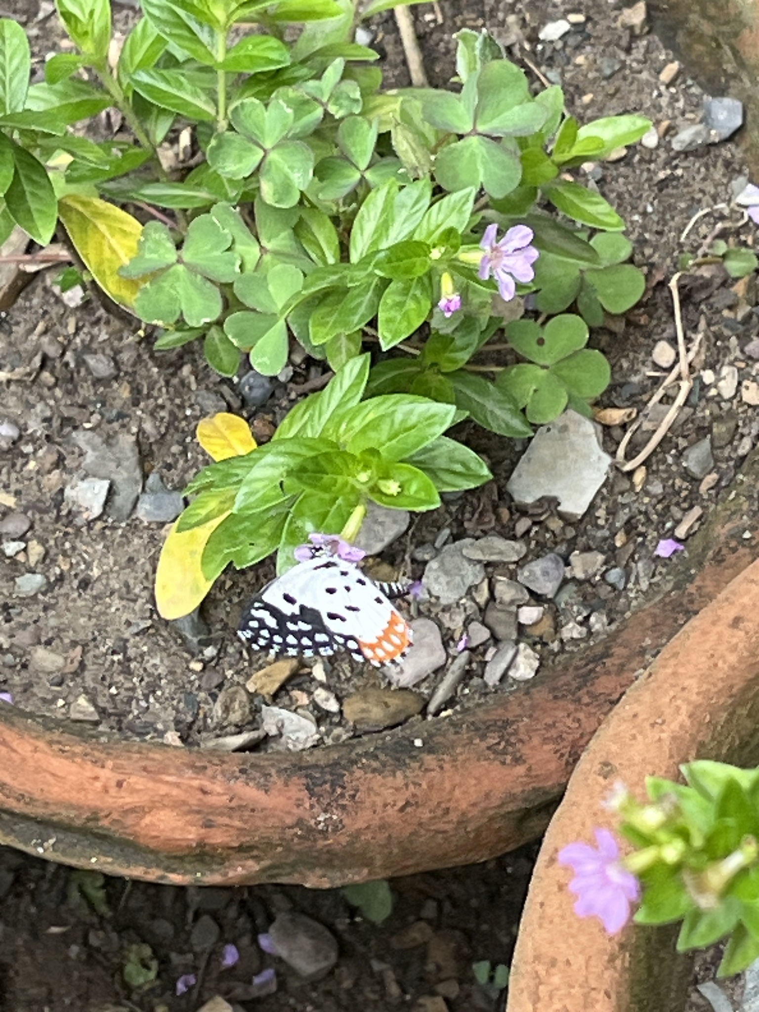 Red Pierrot