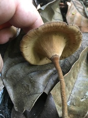 Polyporales