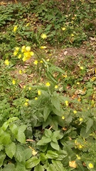 Lapsana communis intermedia