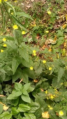 Lapsana communis intermedia