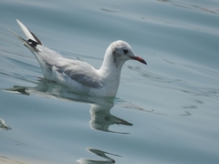 Chroicocephalus ridibundus