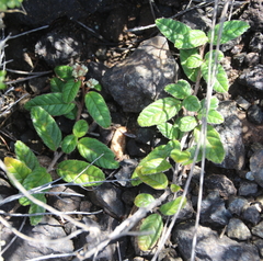 Pomaderris edgerleyi