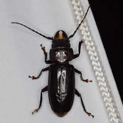 Mallodon dasystomus