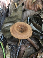 Polyporales