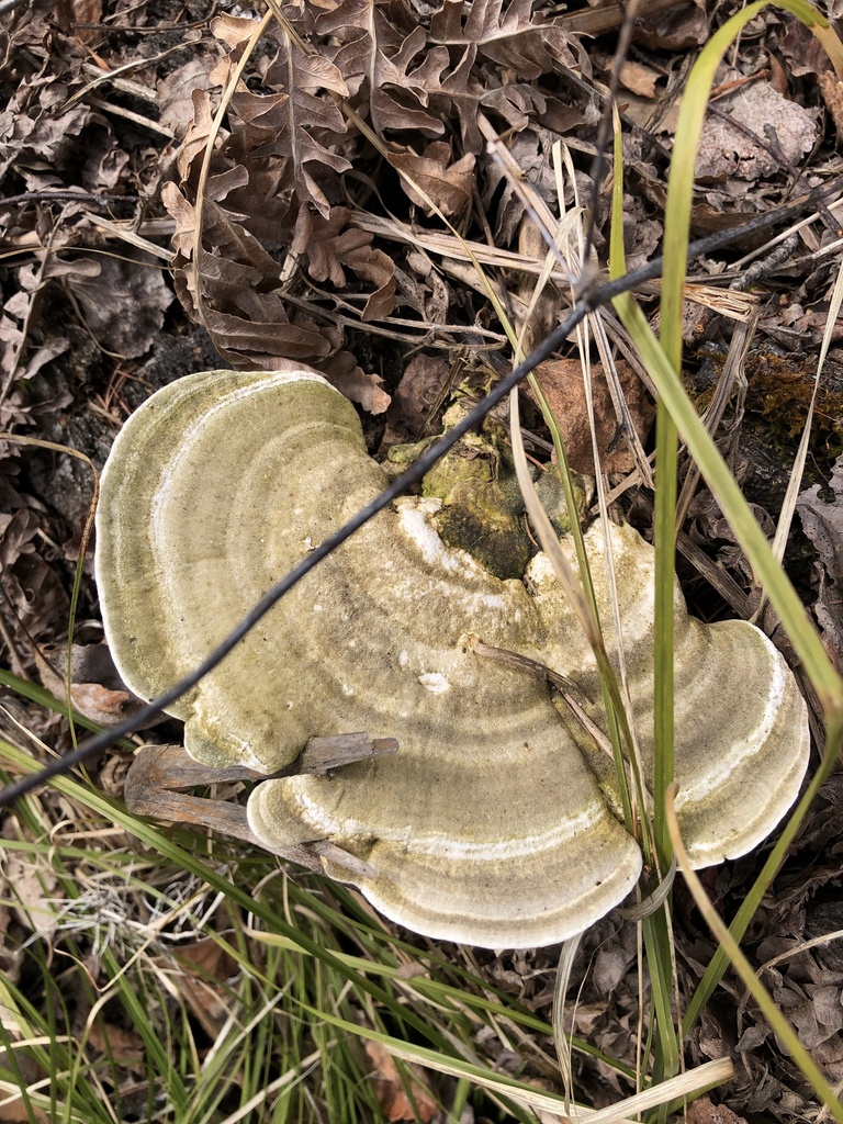 Trametes hirsuta · May 2025 · photo: © ro_ko (iNaturalist, cc-by)