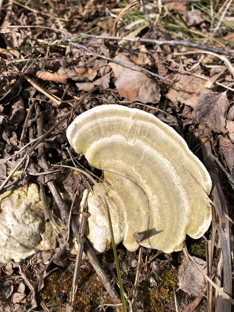 Trametes hirsuta · May 2025 · photo: © ro_ko (iNaturalist, cc-by)
