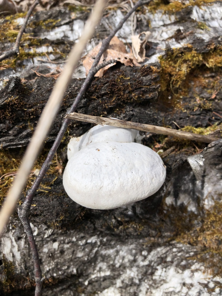 Fomes fomentarius · May 2025 · photo: © ro_ko (iNaturalist, cc-by)