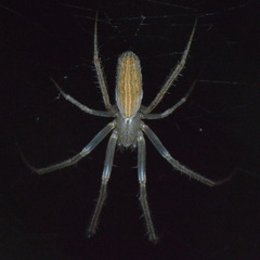 Larinia directa