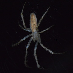 Larinia directa
