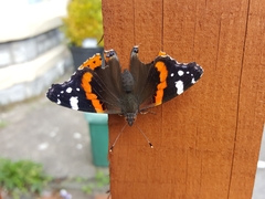 Vanessa atalanta