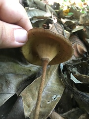 Polyporales