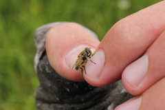 Eristalis brousii