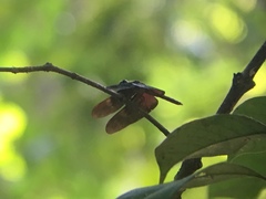 Diastatops