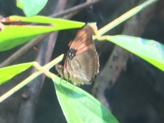 Nymphalidae