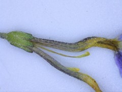 Jamesbrittenia aspalathoides