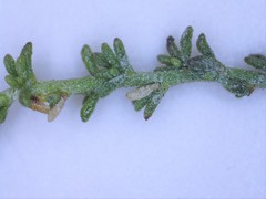 Jamesbrittenia aspalathoides