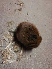 Clethrionomys glareolus