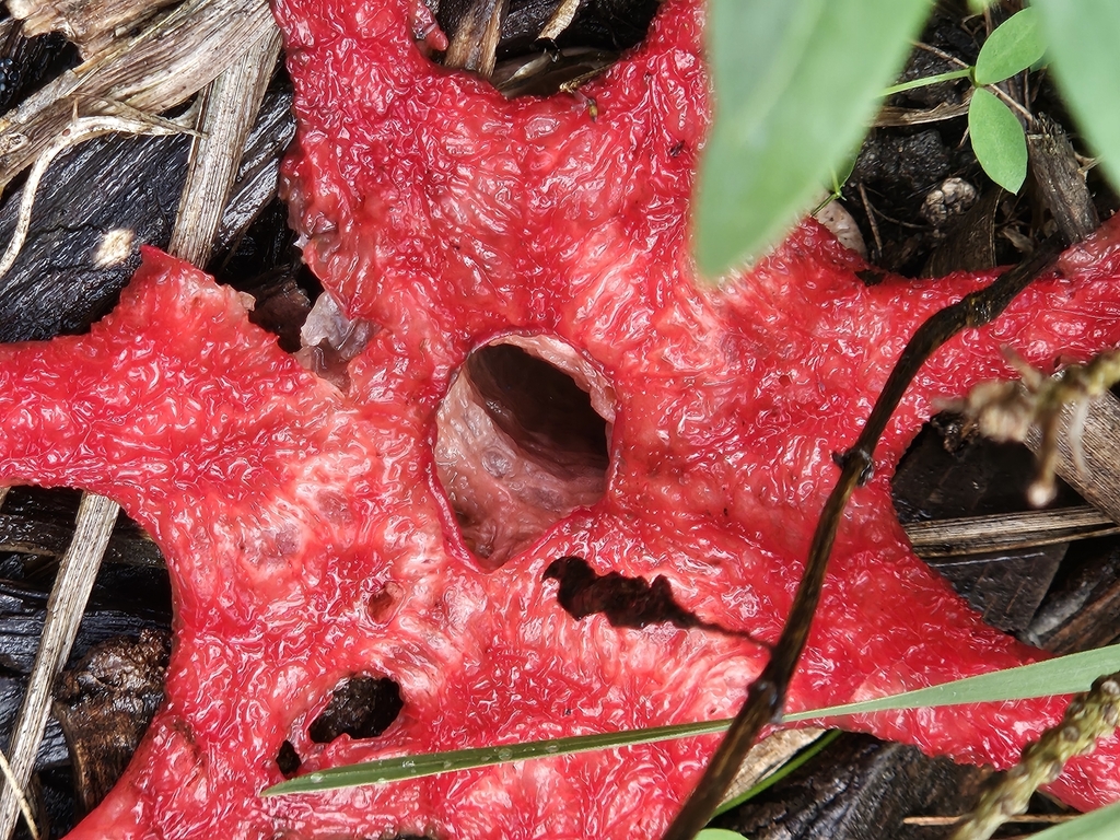 Aseroe rubra · May 2025 · photo: © anser_inepta (iNaturalist, cc-by)