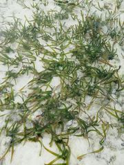 Thalassia hemprichii