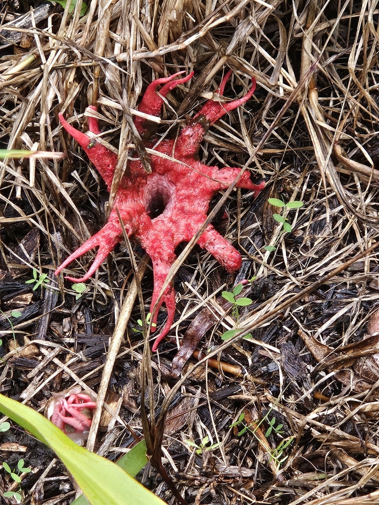 Aseroe rubra · May 2025 · photo: © anser_inepta (iNaturalist, cc-by)