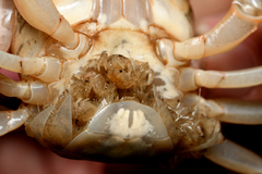 Geothelphusa bicolor