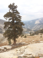 Pinus balfouriana